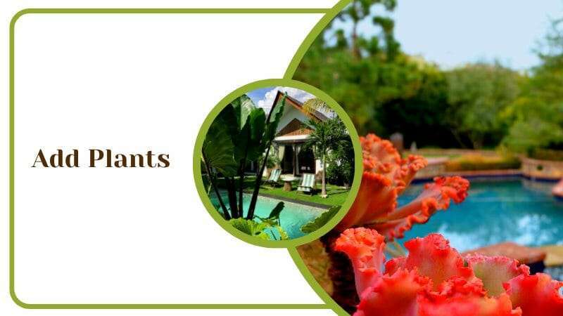 Plants For Your Florida Pool Landscaping Idea Colorful Variety Flowers