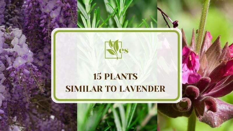 Plants Similar To Lavender
