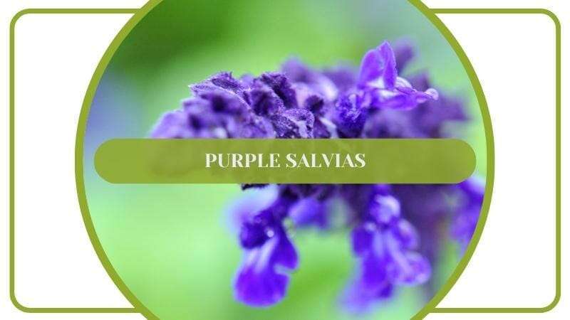 Purple Salvias Flower