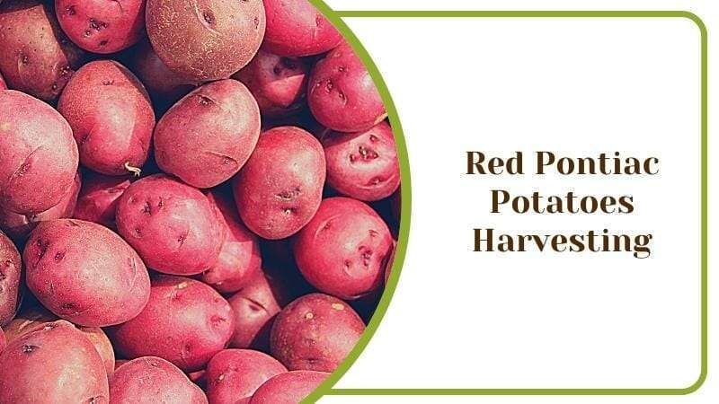 Red Pontiac Potatoes Harvesting