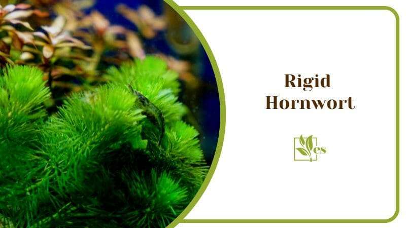 Rigid Hornwort Ceratophyllum demersum Frog and Fish Plant