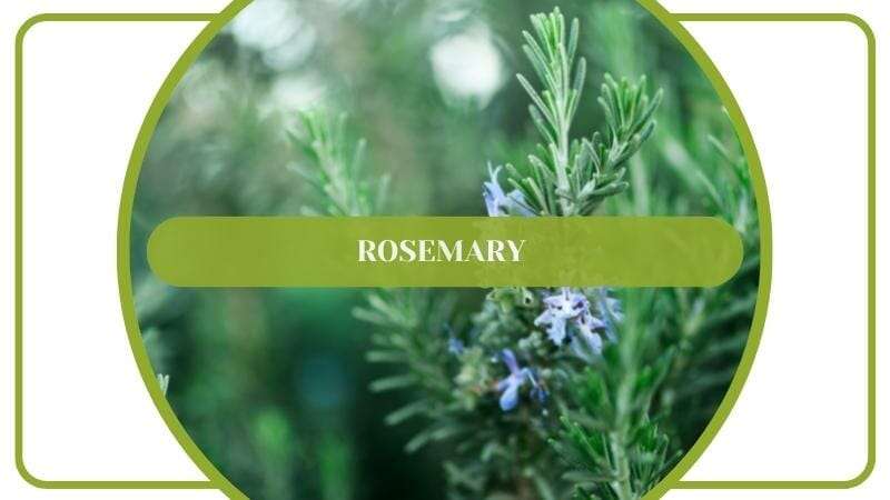 Rosemary Plant Flowering