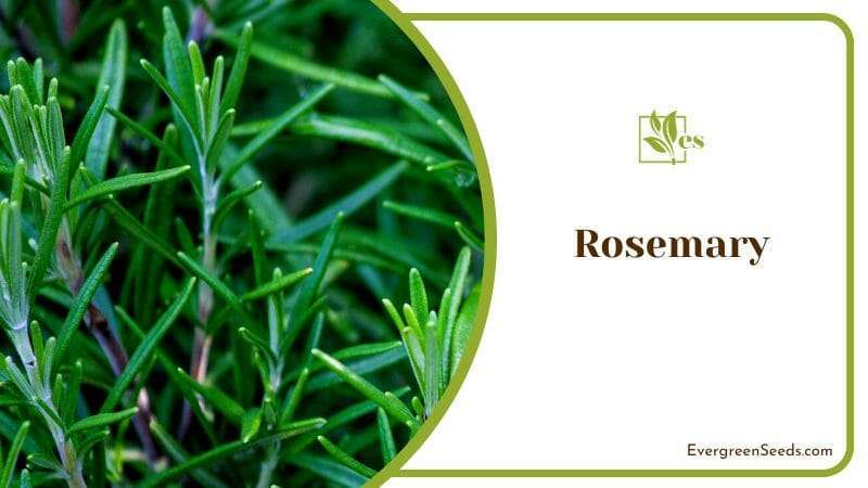 Rosemary in a Herb Garden