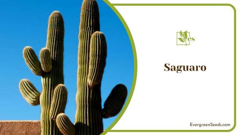 Saguaro Cactus and Clear Blue Sky