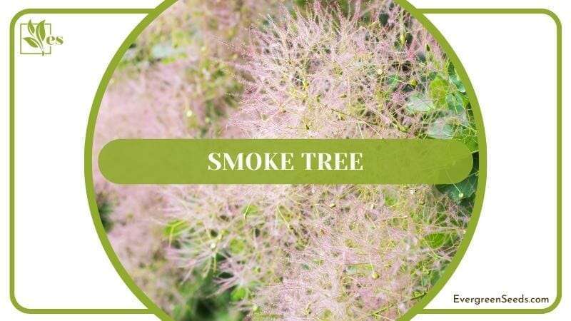 Smoke Tree Cotinus coggygria