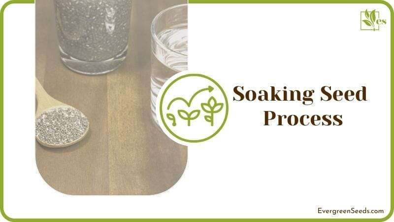 Soaking Seed Process