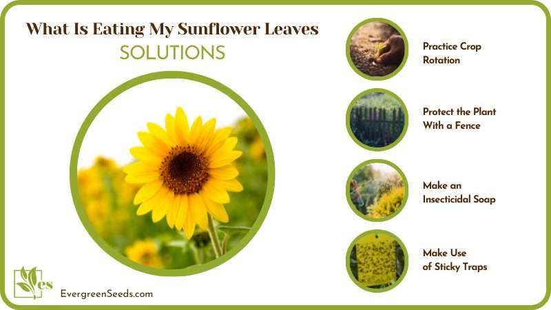 Solutions Sunflowers Die Insects Eating Plants