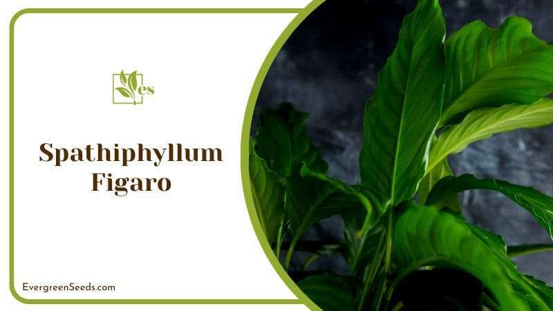 Stunning Spathiphyllum Figaro