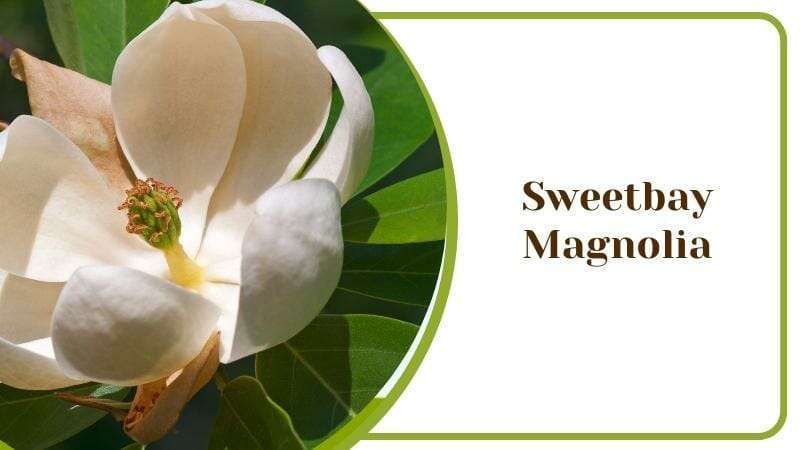 Sweetbay Magnolia