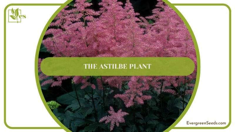 The Astilbe Plant Companion Plants for Coral Bells