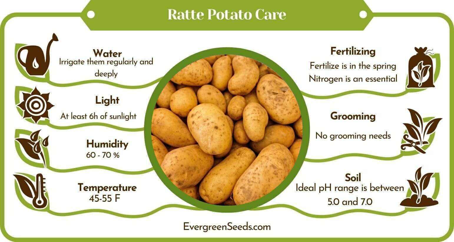 The Ratte Potato Care Infographic