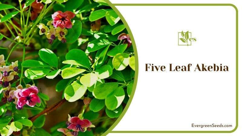 The Secrets of the Five Leaf Akebia