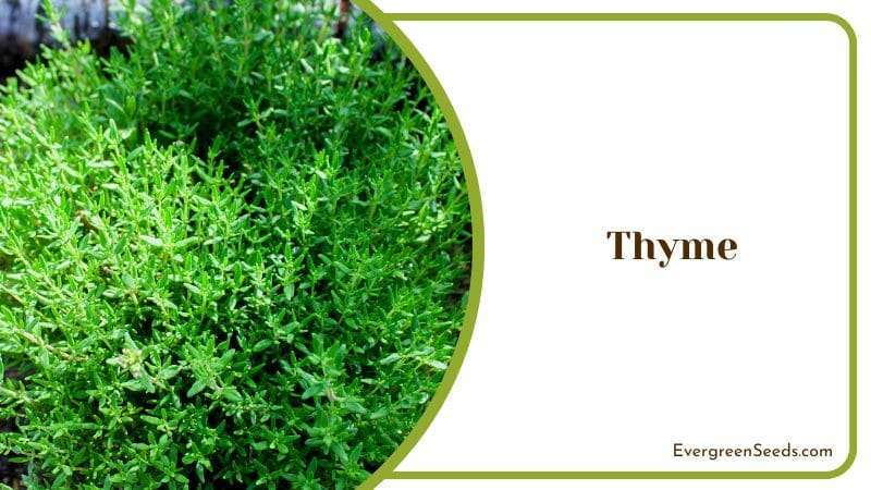 Thyme Yarrow Companion Plants For The Garden Green Herbs