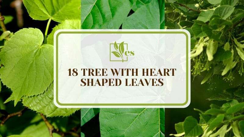 Tree with Heart Shaped Leaves for Garden