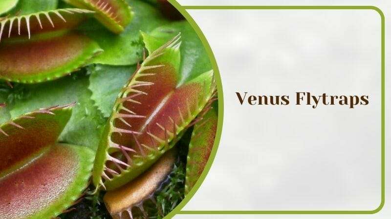 Venus Flytraps