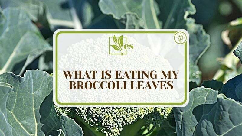 What Eats My Broccoli Leaves