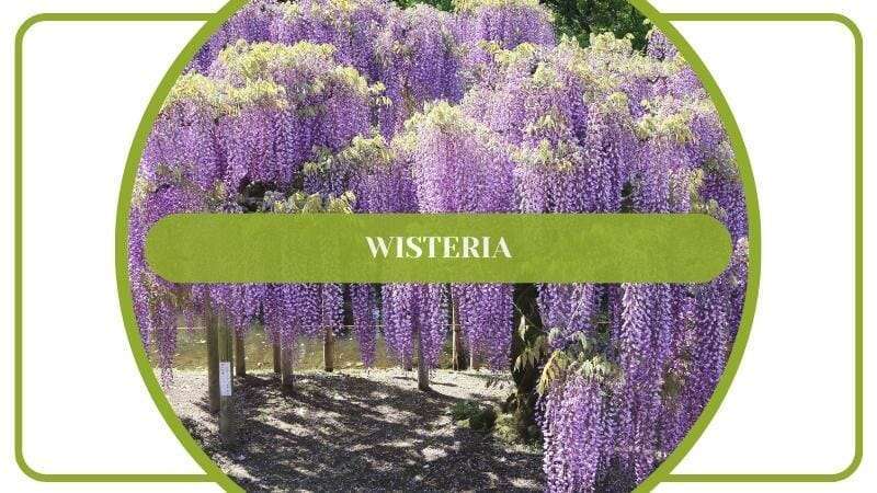Wisteria Plant Flowering
