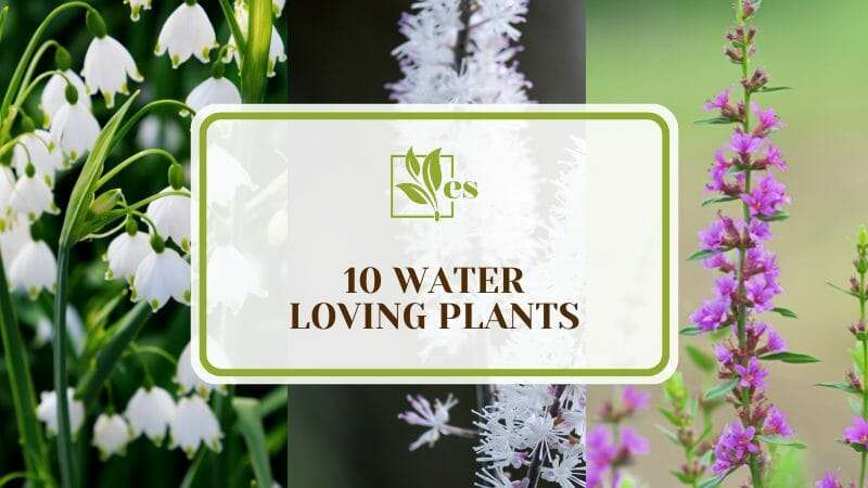 10 Water Loving Plants