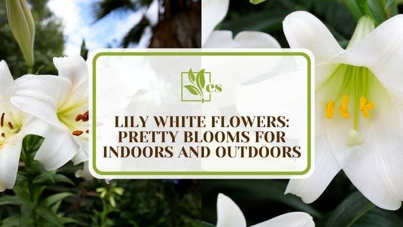 12 Lily White Flowers Pretty Blooms for Indoors and Outdoors