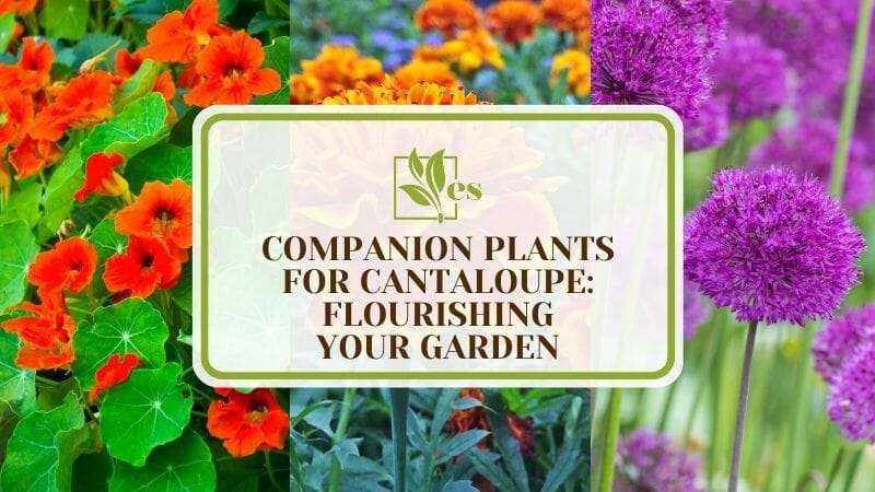 13 Companion Plants For Cantaloupe Flourishing Your Garden