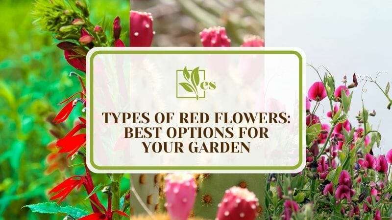 20 Types of Red Flowers Best Options for Your Garden