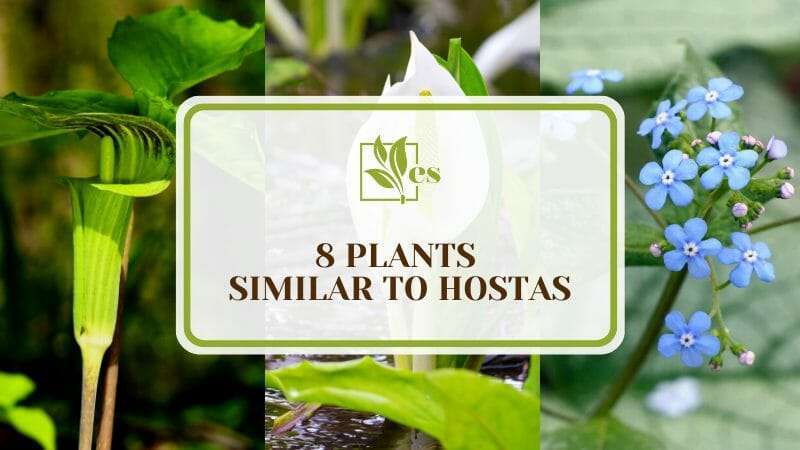 8 Plants Similar to Hostas