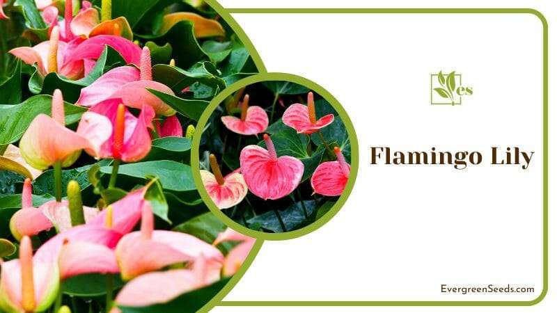 Beautiful Flamingo Lily in Garden