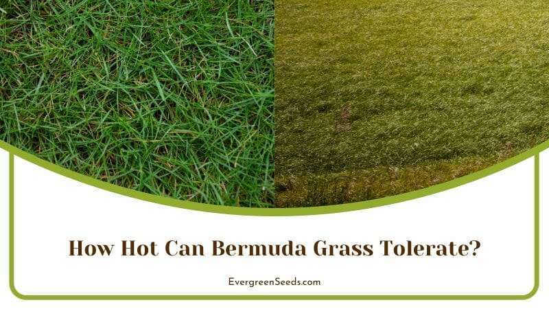 Bermuda Grass Tolerate Hot