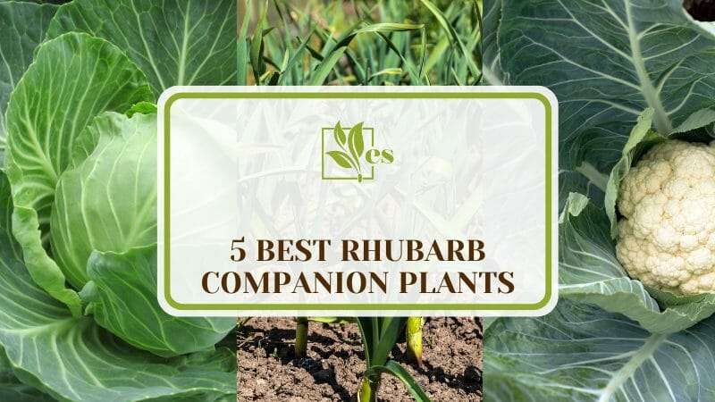 Best Rhubarb Companion Plants