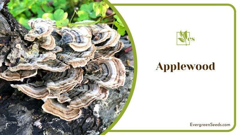Brown Fungi on Applewood