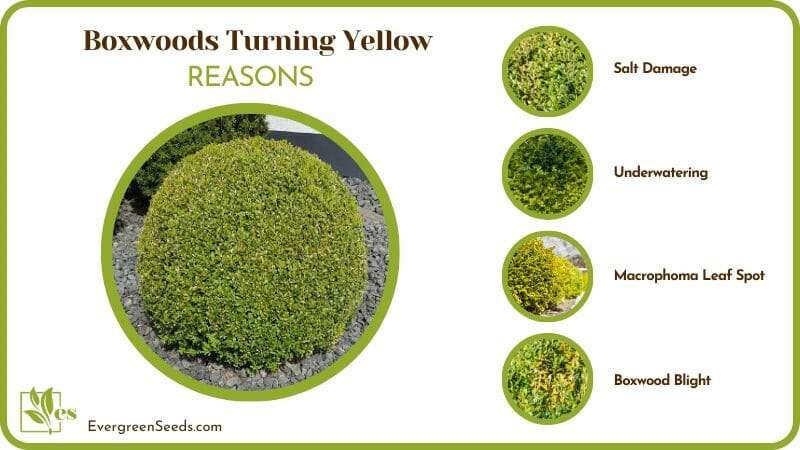 Causes of Yellow Boxwoods