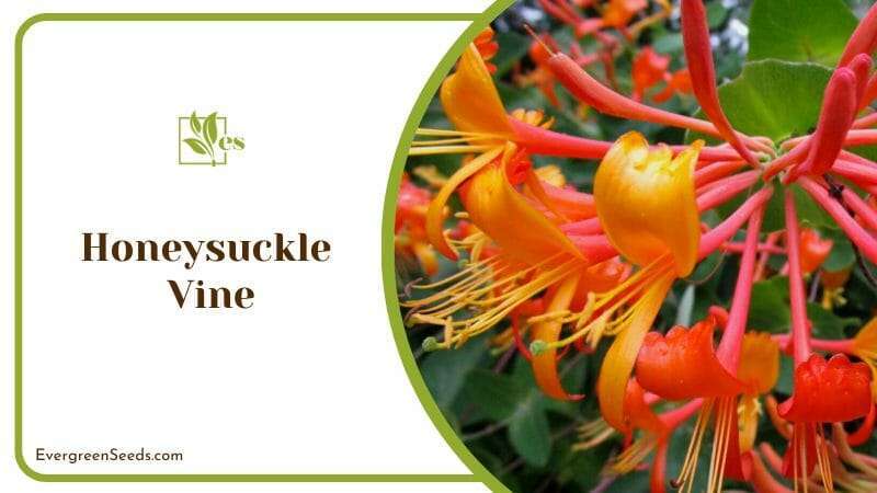 Cluster of blossoms on Honeysuckle Vine