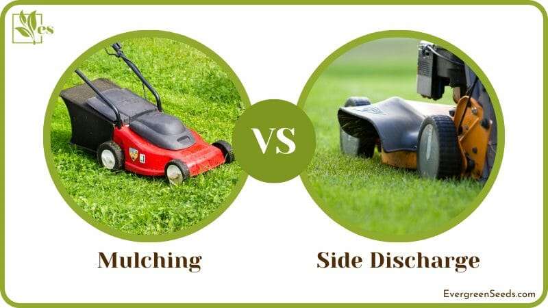 Comparing Mulching and Side Discharge