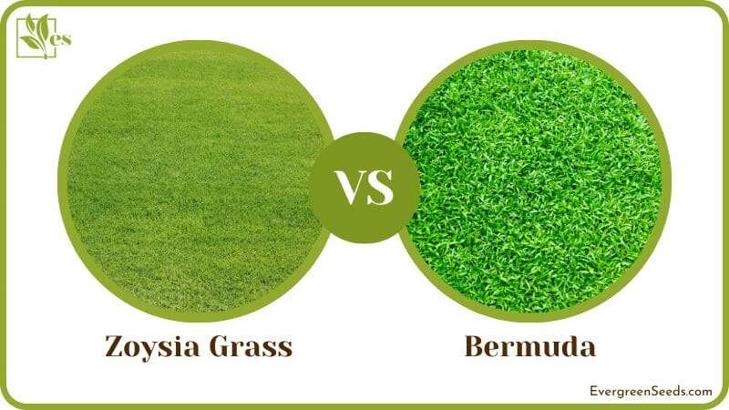 Deciding Between Zoysia and Bermuda Grass for Your Lawn
