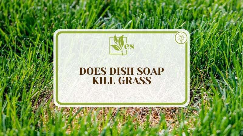 Dish Soap Can Kill Grass
