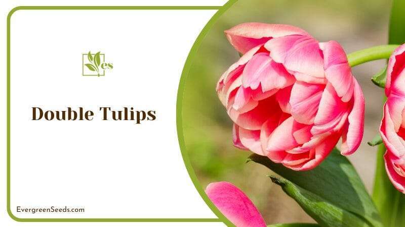 Double Tulips in a Garden