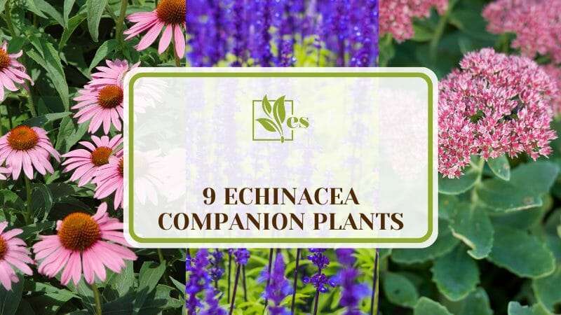 Echinacea Companion Plants