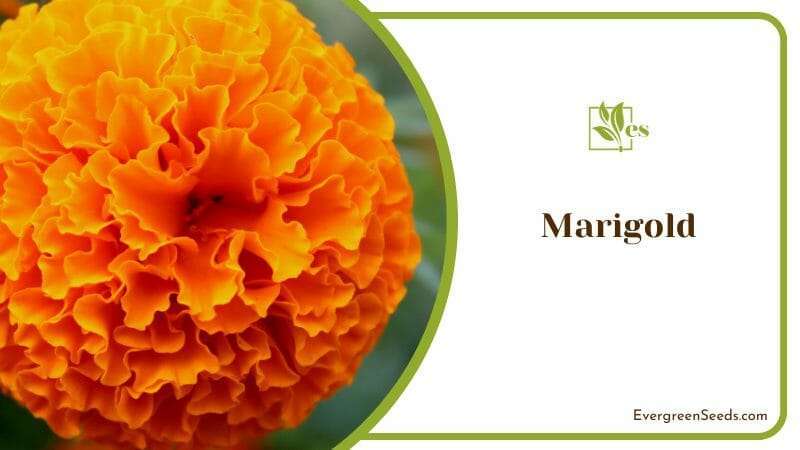 Graceful Marigold Flower