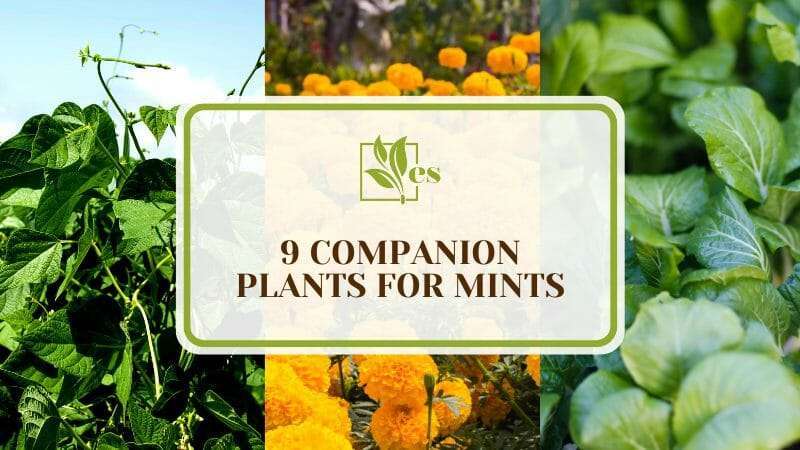Great Combinations of Companion Plants for Mints