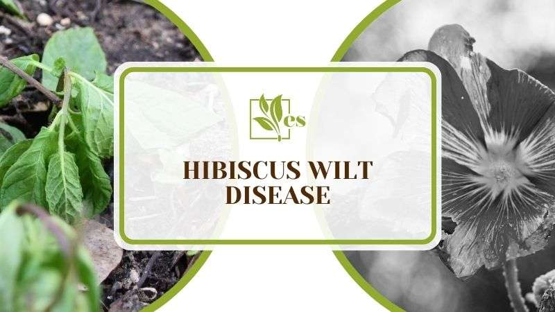 Hibiscus Wilt Disease