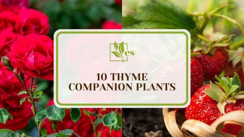 How to Grow Thyme Companion Plants