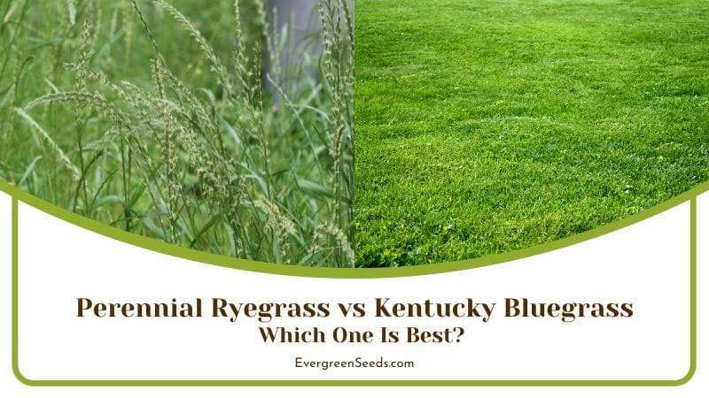 Kentucky bluegrass and Perennial Ryegrass Garden Choices