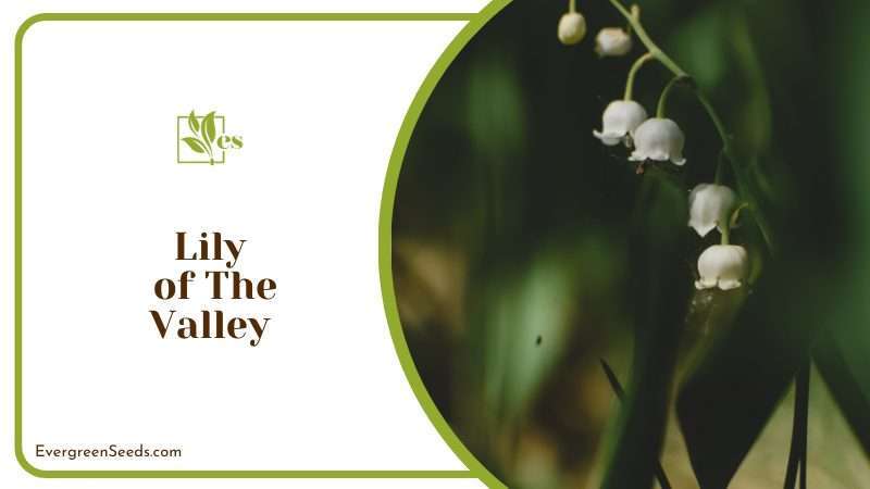 Lily of The Valley White Flowers