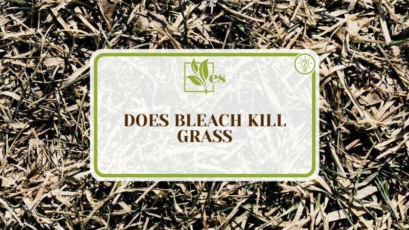 Most Effective Methods to Use Bleach on Grass