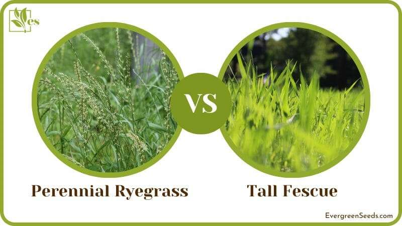 Perennial Ryegrass vs Tall Fescue Comparison
