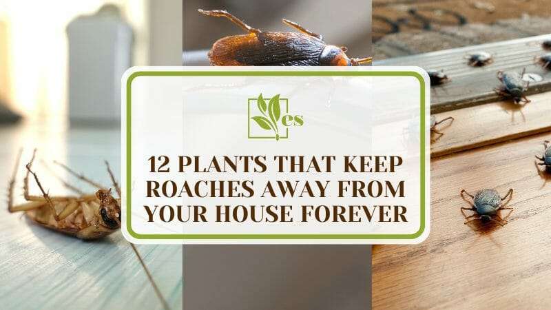 Plants That Keep Roaches Away