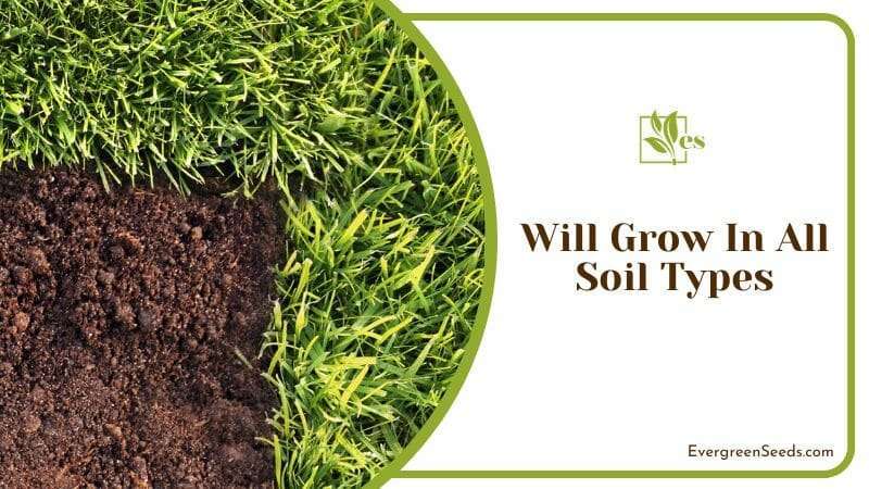 Plants That Thrive in All Soil Types