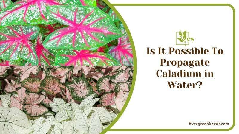 Possible To Propagate Caladium in Water