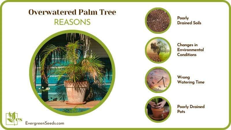 Reasons for Overwatered Palm Tree