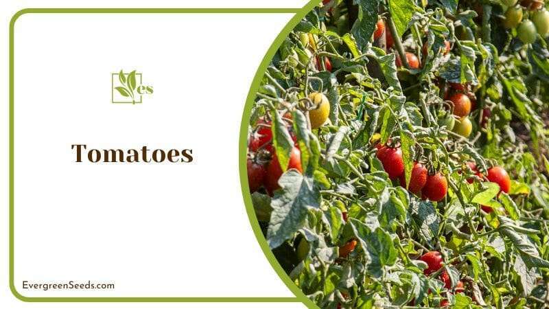Red Organic Tomatoes Plants